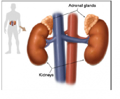 Adrenal glands