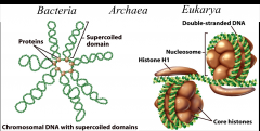 Most Archaea
supercoil their DNA with DNA gyrase,
but some species use histones to form nucleosomes
