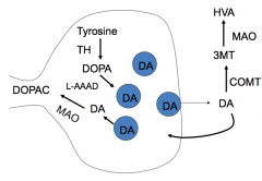 Synthesis:
- Tyrosine → DOPA via Tyrosine Hydroxylase
- DOPA → Dopamine via L-AAAD (decarboxylase)

Breakdown:
- DA → DOPAC via MAO
- DA → 3MT via COMT; 3MT → HVA via MAO