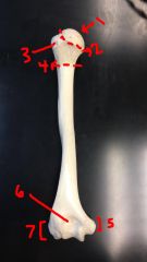 Humerus Anterior

1. Head

2. Acromial neck

3. Greater tubercle

4. Surgical neck

5. Medial epicondyle

6. Olecranon fossa

7. Lateral epicondyle