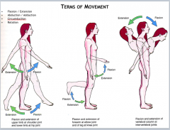flexion
> reduces the 180 angle when standing and arm down (all except knee) 