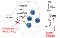 Co-administer with Carbidopa
- Carbidopa inhibits L-AAAD, but does not cross the blood brain barrier

Co-administer with Entacapone
- Entacapone is a COMT inhibitor