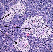 Portion of the pancreas where the cells in islets within the exocrine gland tissue. Has alpha and beta cells.