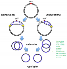 Using an origin of replication, having either uni- or bi-directional replication to form catenates and then individual plasmids