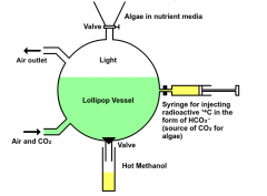 Compounds in the algae are separated by 2-way chromatography, and the radioactive compounds are identified.