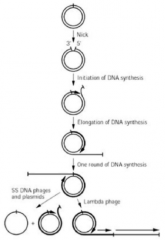 A plasmid replication method that goes in one direction where the branch goes in a circle

The displaced strand either goes into a single strand of the plasmid or replicate into a double stranded genome