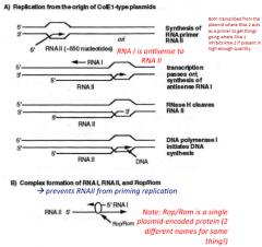 Maintained at 10 to 20 copies per cell

Consists of three different components: RNA 1, RNA 2 and Rom/Rop

RNA 1 transcription is upstream of RNA 2 (and terminates at start of RNA 2) where it is ~100x higher in concentration than RNA 2 even though...