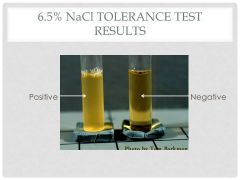 + Bile Esculin Hydrolysis 

and 

+ Tolerance to 6.5% NaCl