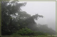 Bosque de Niebla
