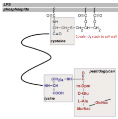 The side chain of the C-terminal lysine residues are attached to the peptidoglycan via free mDAP carboxyl group