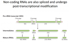 Example: Non-coding rRNAs are also spliced and undergo post-transcriptional modification