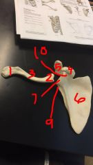 Anterior
1. Sternal end 

2. Acromial end
3. Clavicle
4. Corocoid process

5. Acromion

6. Subscapular fossa

7. Glenoid

9. Infragenoid tubercle

10. Supraglenoid tubercle