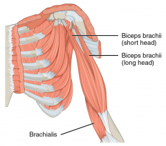 Arm Muscles
Biceps brachii