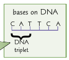 A sequence of three bases (called a triplet) in a gene.