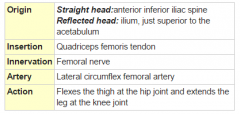 Part of quadriceps femoris; 


Anterior thigh