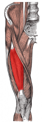 Rectus Femoris Muscle 