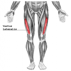 Vastus Lateralis Muscle