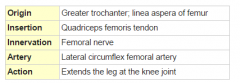 Part of quadriceps femoris;


Anterior thigh