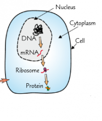 DNA molecules are found in the nucleus of a cell, but the organelles that make proteins (ribosomes) are found in the cytoplasm.
DNA is too large to move out of the nucleus, so a section is copied into mRNA. This is called transcription.
The mRNA l...