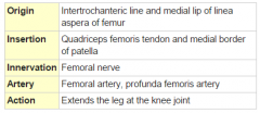 Part of quadriceps femoris; Anterior thigh