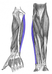 Forearm Muscles
Flexor carpi ulnaris