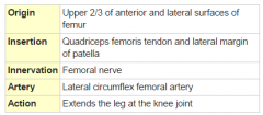 Part of quadriceps femoris; Anterior thigh