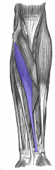 Forearm Muscles  Flexor carpi radialis