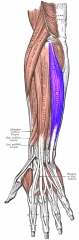 Forearm Muscles  Extensor carpi ulnaris