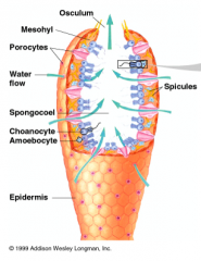 They have a vase like structure, with one opening (osculum) at one end. It has a central cavity called the spongocoel. It has an outer layer called the Pinacoderm and an inner layer called the Mesohyl. It has spicules for support.