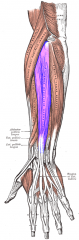 Forearm Muscles  Extensor digitorum