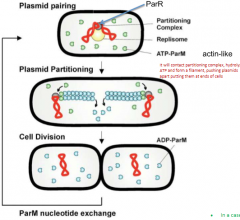 ParR binds to parC and pairs plasmid which form a nucleoprotein complex or partition complex

The partition complex serves as nucleation point for polymerization of ParM where ParM-ATP complex inserts at this point and push plasmids apart

The in...