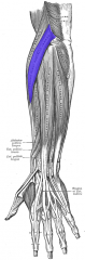Forearm Muscles  Extensor carpi radialis longus
