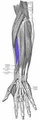 Forearm Muscles  Extensor carpi radialis brevis
