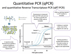 Quantitative Reverse Transcriptase-PCR
(QPCR)