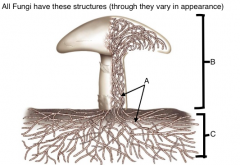 All fungi have hyphal cell walls made of _____,
and these structures at some point in life cycle:
A?
B?
C?