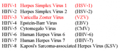 Human Herpes Virus is a very common DNA virus. There are both human and animal forms, and there at least 8 HHV’s that cause human disease.