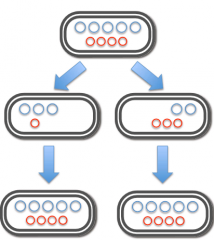 Two plasmids have different ways by which they control their copy number they do not interfere with each other 