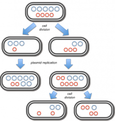 If two plasmids control their copy number using the same mechanism

The plasmids cannot be stably maintained in the cell with one another 