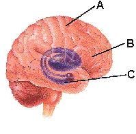A) cerebral cortex


B) Basal Forebrain


C) Hippocampus