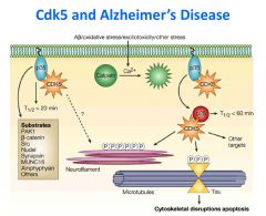 Conversion of p35 to p25 deregulates Cdk5 activity
and 
promotes neurodegeneration.