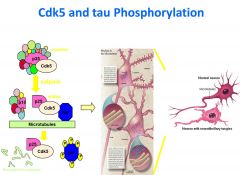 Neurotoxicity induces cleavage of p35 to p25 by calpain.
