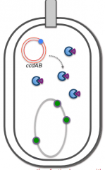 Bacteria with the F plasmid will produce CcdA (inhibits CcdB and has short half-life) and CcdB (inhibits gyrase and long half-life)

The CcdB is a toxin that inhibits Gyrase, an enzyme necessary to maintain proper chromosome supercoiling

When F p...