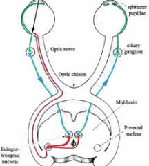 1. Retina


2. Optic nerve 


3. Pre-tectal nucleus 


4. Edinger westphal (supplies both eyes) 


5. Oculomotor nerve -> ciliary ganglion


 


6. Miosis 