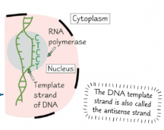 DNA polymerase attaches to the DNA double-helix at the beginning of a gene.
The hydrogen bonds between the two DNA strands break, seperating the strands. The DNA molecule uncoils at this point.
One of the strands is used as a template to make an m...