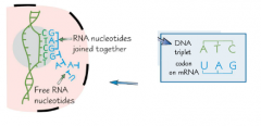 RNA polymerase lines up free RNA nucleotides alongside the template strand.
Complementary base pairing occurs, and the mRNA strand becomes a complementary copy of the original DNA strand (except base thymine (T) is replaced with uracil (U) as it i...