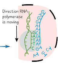 RNA polymerase moves along the DNA, separating the mRNA strand from the DNA template and reassembling the DNA strand. (In eukaryotes, its actually a complex of proteins including DNA helicase that seperates the strand. RNA polymerase only assemble...
