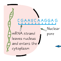 When RNA polymerase reaches a stop codon, it detaches from the DNA and stops making mRNA.
The mRNA moves out of the nucleus through the nuclear pore and attaches to a ribosome in the cytoplasm, where the next stage of protein synthesis occurs (tra...