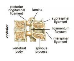 supraspinous ligament and interspinous ligament
