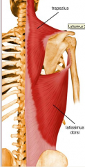 connect the upper limb to the trunk and provide movement of the limbs (e.g. trapezius and latissimus dorsi)
