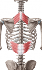 =respiratory muscles (e.g. serratus posterior)